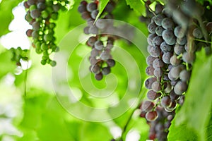 Bunch of red grapes on vineyard. Table red grape with green vine leaves. Autumn harvest of grapes for making wine, jam and juice.