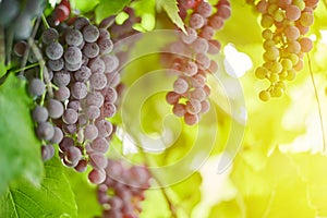 Bunch of red grapes on vineyard. Table red grape with green vine leaves. Autumn harvest of grapes for making wine, jam and juice.