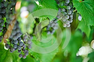 Bunch of red grapes on vineyard. Table red grape with green vine leaves. Autumn harvest of grapes for making wine, jam and juice.