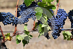 Bunch of red grapes in a vineyard in tuscany. Summer season. italy