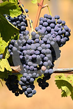 Bunch of red grapes in a vineyard in tuscany. Summer season. italy