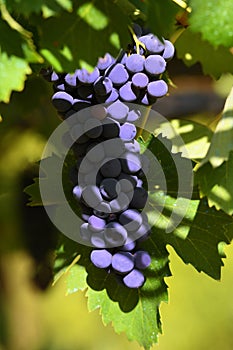 Bunch of red grapes in a vineyard in tuscany. Summer season. italy