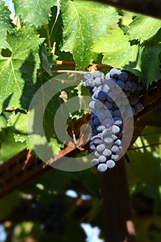 Bunch of red grapes in a vineyard in tuscany. Summer season. italy