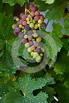 Bunch of red grapes in a vineyard in tuscany. Summer season. italy