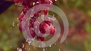 Bunch of red grapes watered in slow motion