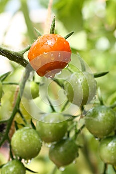 Bunch of red and green cherry tomatoes garden after the rain