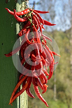 Bunch of red hot chilli peppers - shalow DOF photo