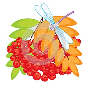 Bunch of red mountain ash with green and yellow leaves and a dragonfly sitting on top, bouquet, isolated object on a white