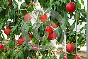 A bunch of red nectarine `Fantasia` fruits