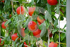 A bunch of red nectarine `Fantasia` fruits