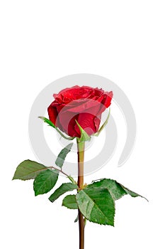 A bunch of red petals of Rose and green leaves, with water drops, isolated on white background, di cut with clipping path