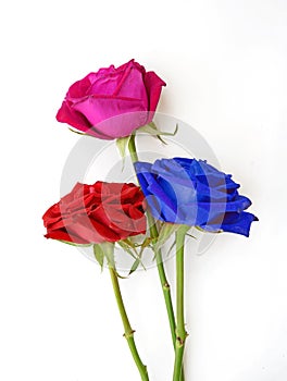 Bunch of red, pink and blue roses isolated on white.