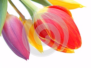 Chumáč z purpurová a tulipány 