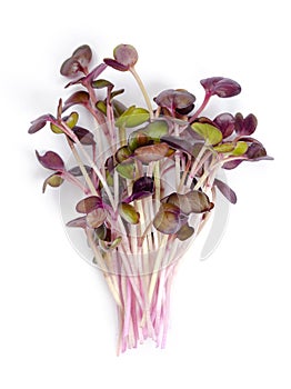 Bunch of red radish microgreens, a variety with red and purple leaves