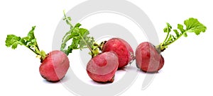 Red radish vegetable.