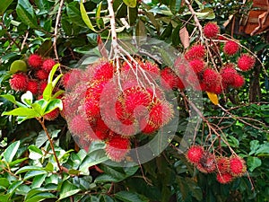 A bunch of red rambutans hanging from a tree