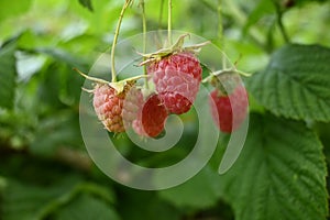 A Bunch of Red Raspberries on a Raspberry Plant Branch