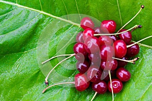 Bunch of red ripe cherries with tails on the green burdock leaves