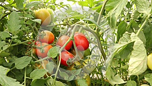 A bunch of red ripe unpicked tomatoes hanging on a bush