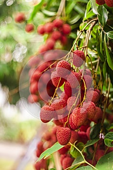 Bunch of red ripeness lychees