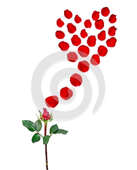 A bunch of red Rose with green leaves, red petals flying above into heart form, isolated on white background, di cut with clipping