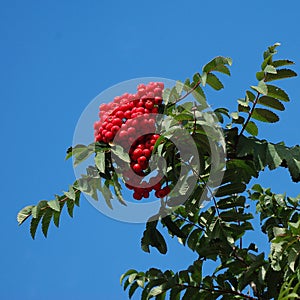 Bunch of red rowan on background of blue sky photo