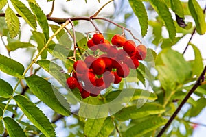 A bunch of red rowan berries on a tree