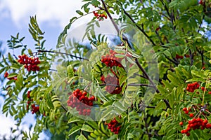 A bunch of red rowan berries on a tree