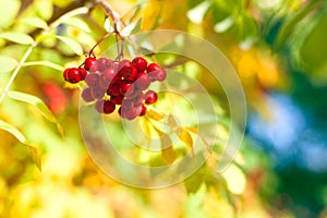 Bunch of red rowan berries on yellow, blue and green autumn leaves bokeh background closeup