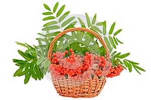 Bunch of red rowanberries in the basket