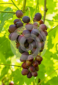 A bunch of red sweet table grapes hanging on a vine illuminated by the bright rays of the sun vineyard