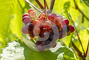 A bunch of red sweet table grapes hanging on a vine illuminated by the bright rays of the sun vineyard