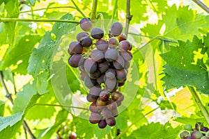 A bunch of red sweet table grapes hanging on a vine illuminated by the bright rays of the sun vineyard