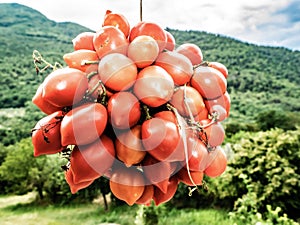 Bunch of red tomatoes, taken up close