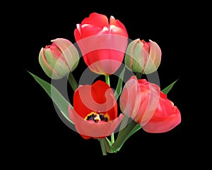 Bunch of red tulip flowers isolated on black