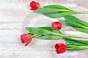 Bunch of red tulips on blue wooden table. Banner mockup card with copy space