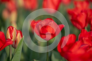 Bunch of red tulips. Close up spring flowers. Amazing red pink tulips blooming in garden. Tulip flower plants landscape