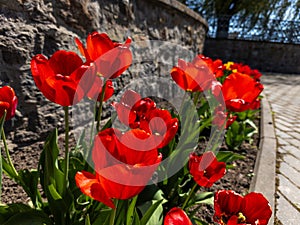 A bunch of red tulips in front of a stone wall
