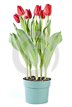 Bunch of Red Tulips in a Pot