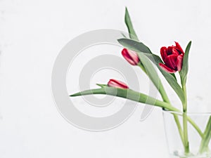 Bunch of red tulips in transparent vase on white background