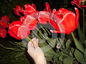 A bunch of red  tulips in a woman`s hand lit by a camera flash