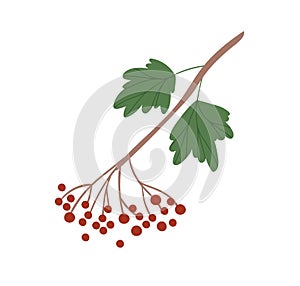 Bunch of red viburnum berries on branch with green leaves. Guelder rose twig isolated on white background. Colorful flat