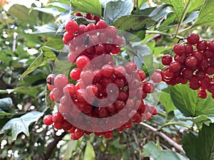 Bunch of red viburnum berries. Ripe viburnum on a bush.. red berries .