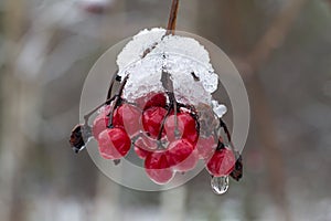 A bunch of red viburnum berries under the melting snow