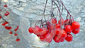 Bunch of red viburnum berries in the winter. Selected focus