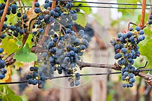 Bunch of red wine grape Cabernet Sauvignon