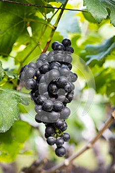 Bunch of red wine grapes.
