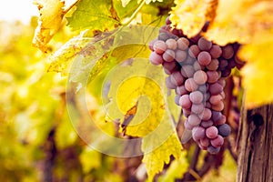 Bunch of red wine grapes photo