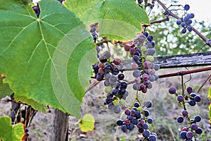 Bunch of red wine grapes almost ready for harvest is on a bush with wooden prop at sunset.