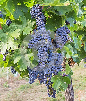 Bunch of Red Wine Grapes on a Tree at a Vineyard